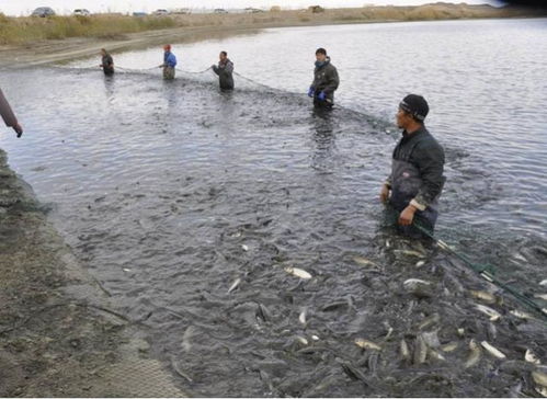 水产养殖深度分析 鱼价一跌再跌,2019年你养鱼挣钱了吗